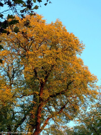 Herbstlicher Baum