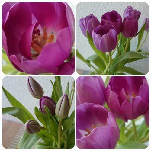 Tulpen