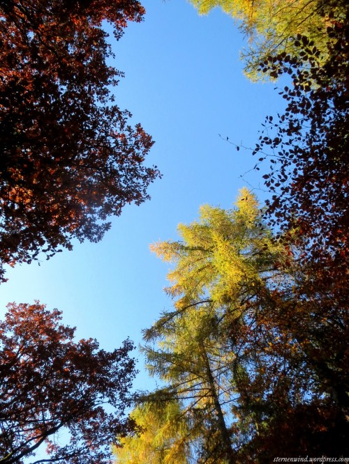 herbstwald020a