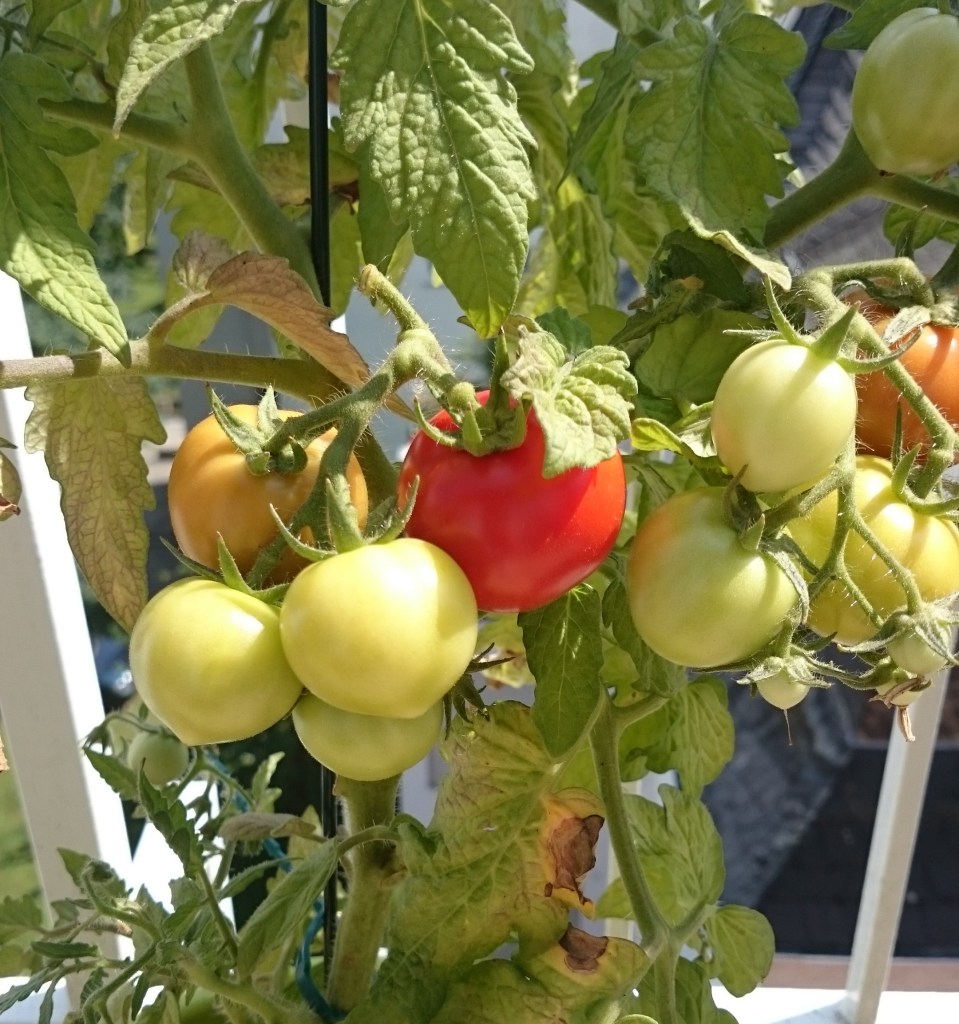 Tomaten auf dem Balkon ziehen