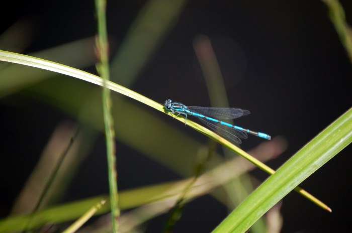 Kematener Weiher Libelle