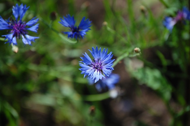 Kornblume Fotografie
