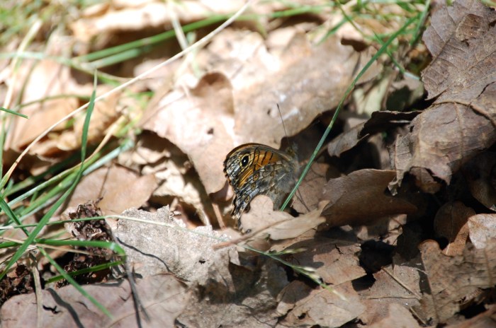 Mauerfuchs oder Braunauge