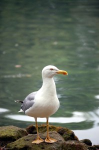 Rom_Villa_Borghese_Moewe