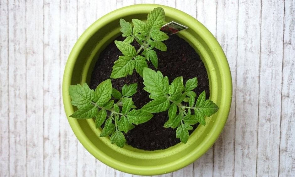 eigene Tomaten anpflanzen