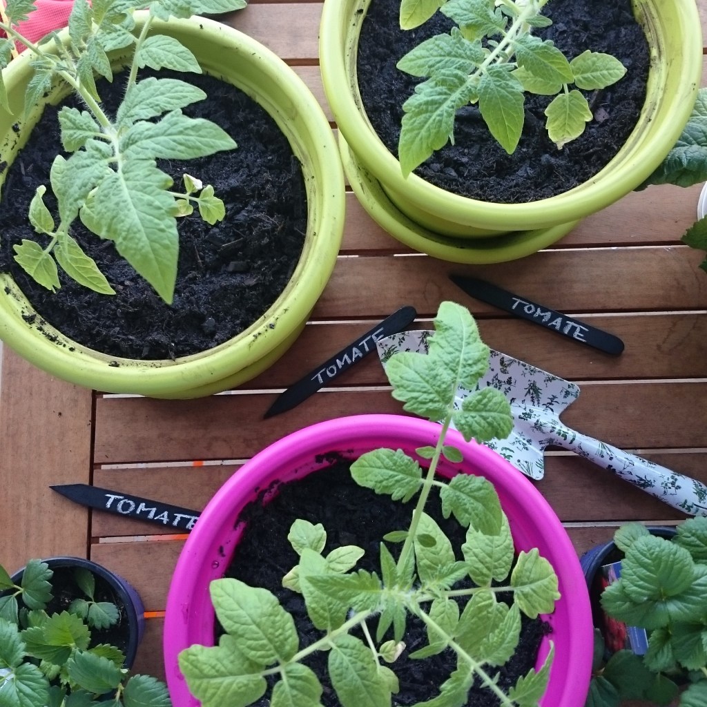 Tomaten selbst ziehen - Balkongärtnern