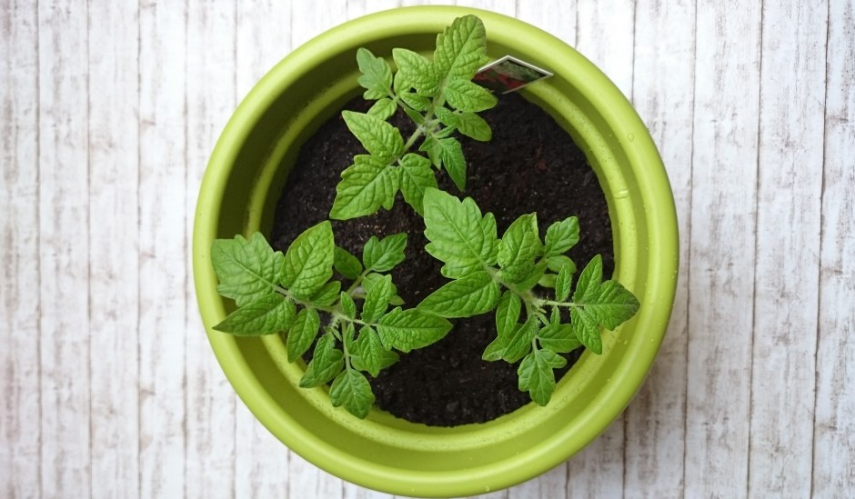 Tomaten selbst ziehen - Balkongärtnern