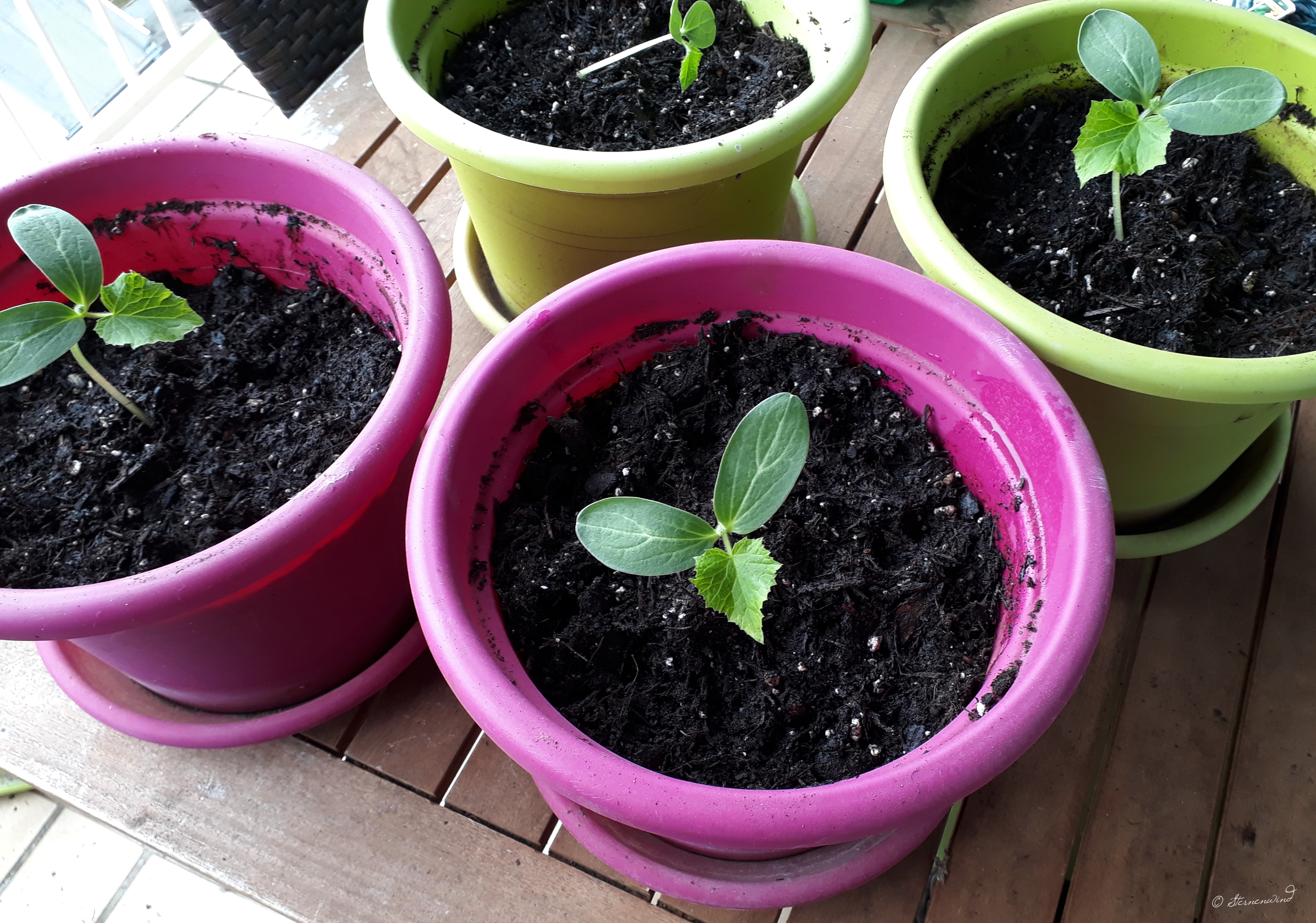 Gurken selbst ziehen - umtopfen