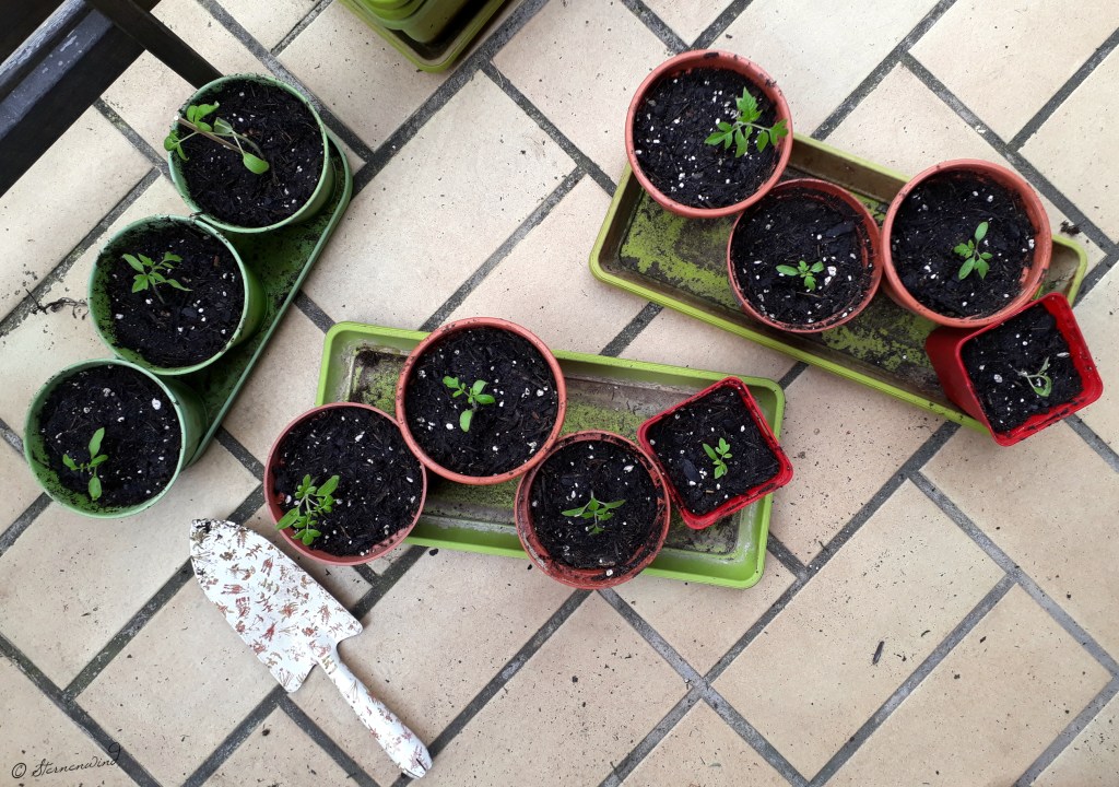 Tomaten selbst ziehen - umtopfen & pikieren