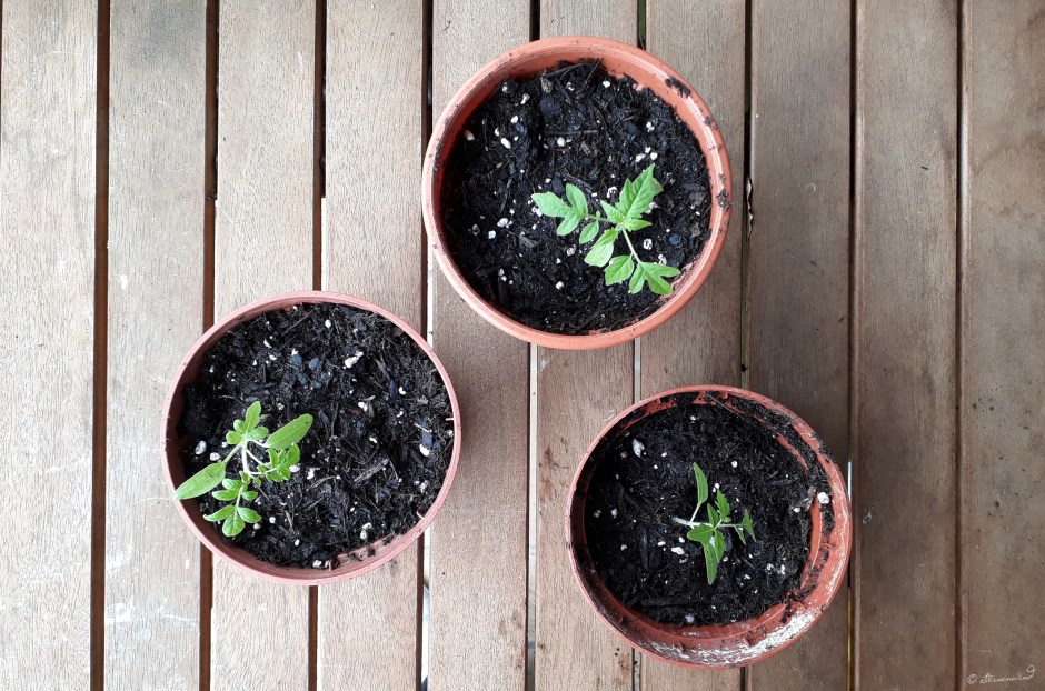 Tomaten selbst ziehen - umtopfen und pikieren
