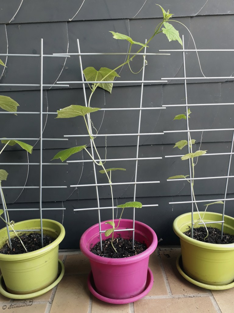 Balkongärtnern - Gurken ziehen
